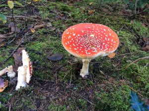 Welcher Pilz? 